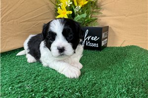 Oreo - Shih-Poo - Shihpoo for sale
