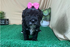 Nova - Shih-Poo - Shihpoo for sale