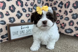 Odette - Shih-Poo - Shihpoo for sale