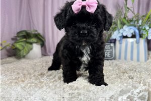 Nikki - Shih-Poo - Shihpoo for sale