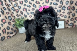 Nova - Shih-Poo - Shihpoo for sale