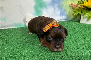 Nevaeh - Shih-Poo - Shihpoo for sale