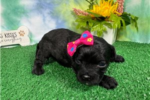 Nikki - Shih-Poo - Shihpoo for sale