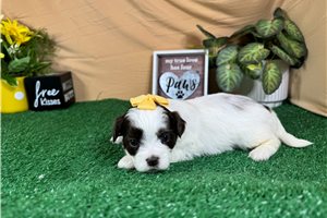 Odette - Shih-Poo - Shihpoo for sale