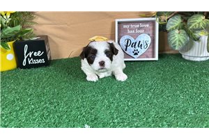 Odette - Shih-Poo - Shihpoo for sale
