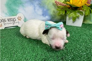 Olive - Shih-Poo - Shihpoo for sale