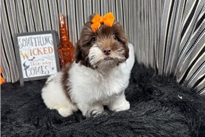 October - Shih-Poo for sale