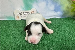 Othello - puppy for sale