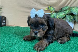 Nevaeh - Shih-Poo - Shihpoo for sale