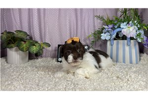 October - Shih-Poo - Shihpoo for sale