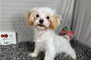 Tiffie - Shih-Poo - Shihpoo for sale