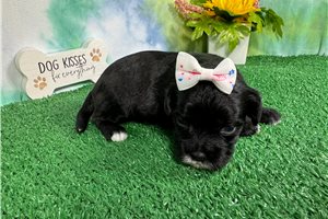 Nova - puppy for sale