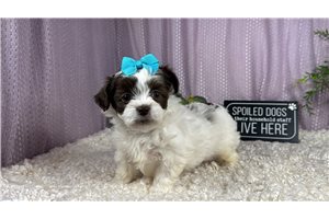 Odette - Shih-Poo - Shihpoo for sale