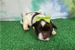 October - puppy for sale