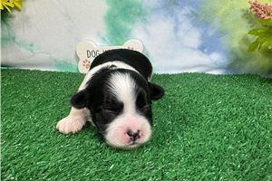 Oreo - Shih-Poo - Shihpoo for sale