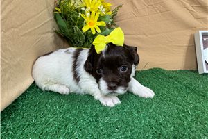 October - Shih-Poo - Shihpoo for sale