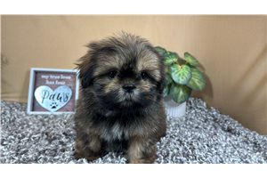 Keith - Shih Tzu for sale