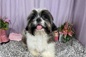 Ombre - Shih Tzu for sale