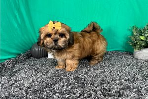 Bramble - puppy for sale