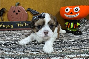 Nadia - Shih Tzu for sale