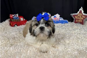 Octavia - Shih Tzu for sale