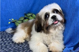 Omega - Shih Tzu for sale