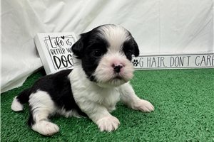 Grey - Shih Tzu for sale