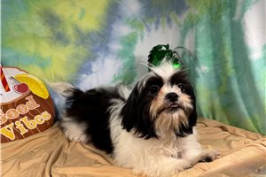Pickles - Shih Tzu for sale