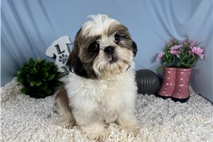 Omega - Shih Tzu for sale