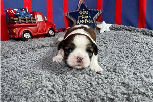 Omega - puppy for sale