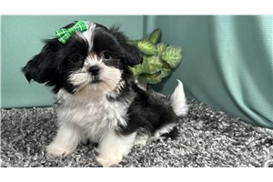 Diva - Shih Tzu for sale
