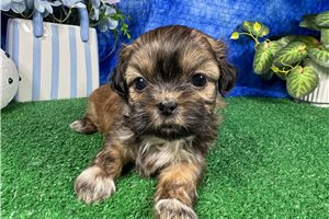 Bill - Shih Tzu for sale