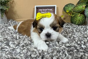Gertrude - Shih Tzu for sale