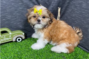 Minnie - puppy for sale
