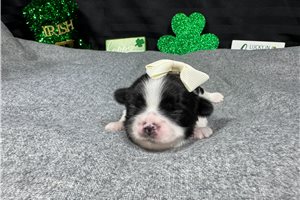 Gypsy - puppy for sale