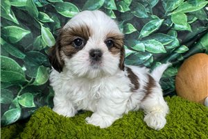 Tommy - Shih Tzu for sale