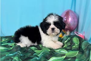 Pickles - Shih Tzu for sale
