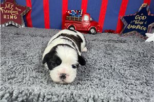 Omar - Shih Tzu for sale