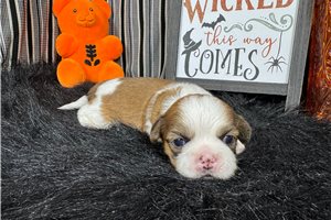 Nash - puppy for sale