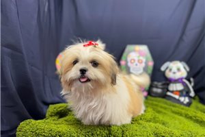 Macy - Shih Tzu for sale