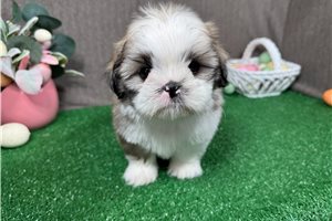 Maxwell - Shih Tzu for sale