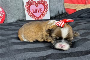 Tatianna - puppy for sale