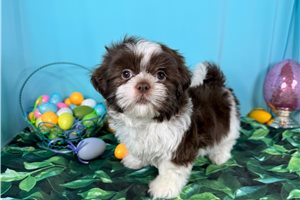 Gibson - Shih Tzu for sale