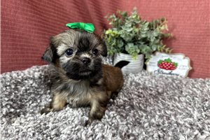 Kelly - puppy for sale