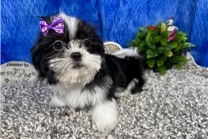 Diva - Shih Tzu for sale