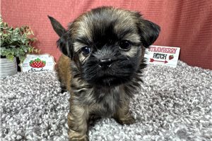 Kyle - puppy for sale