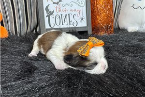Pamela - puppy for sale