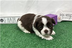 Gilroy - Shih Tzu for sale