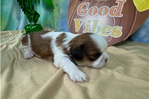 Brianna - Shih Tzu for sale