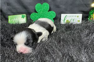 Grey - Shih Tzu for sale